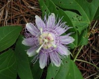 passiflora incarnata d.jpg